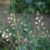 Brassica oleracea acephala